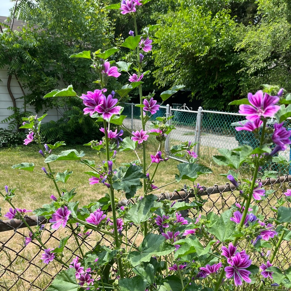 20 Malva Sylvestris Zebrina Mallow flower Seeds